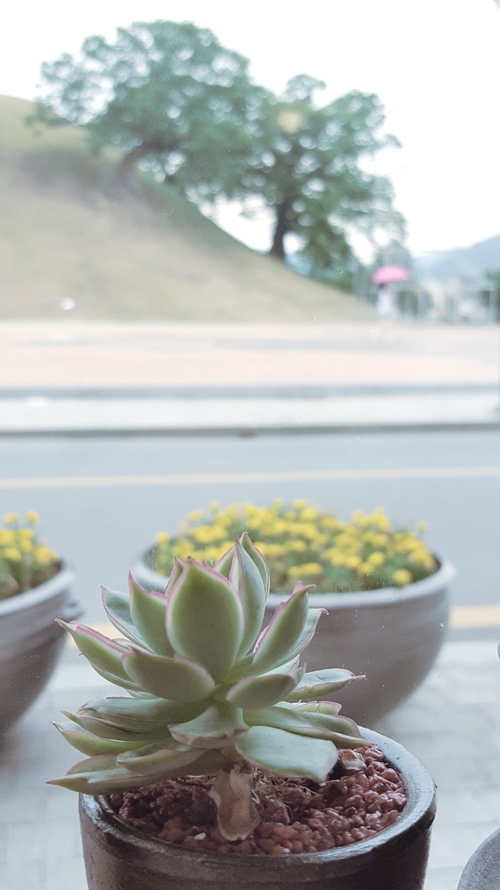 가을비, 경주