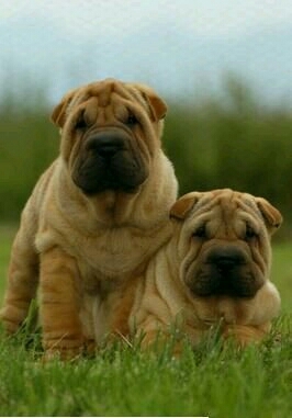 perros sharpei mellizos.