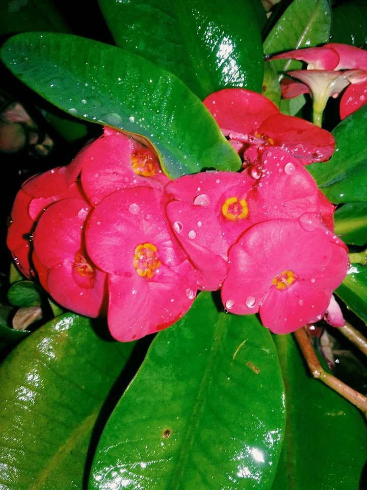pink flower