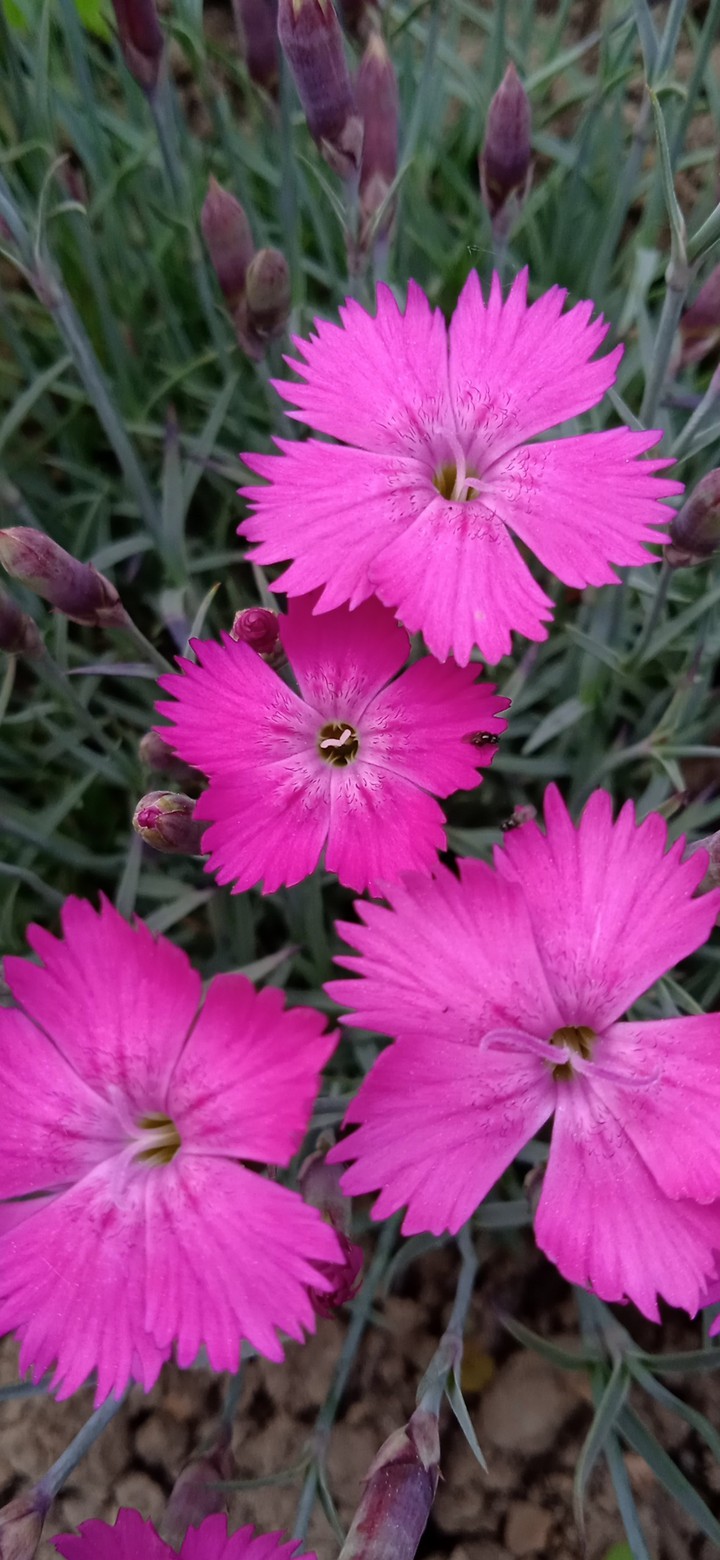 in my garden
