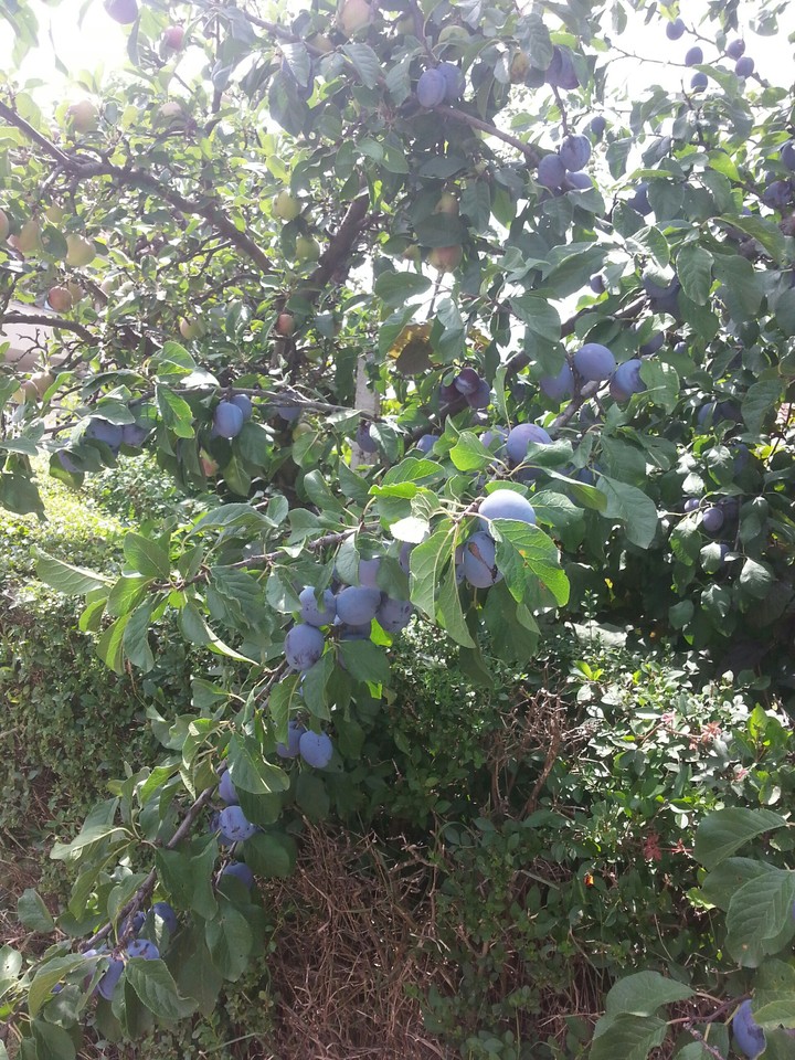 Serbia and plum