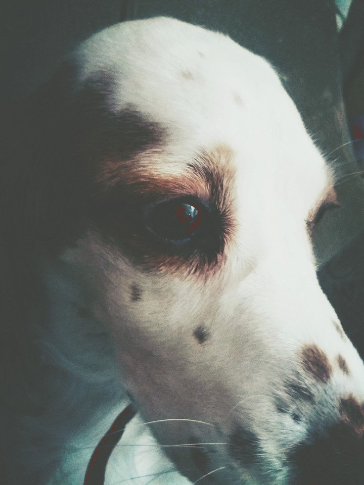 My dog,