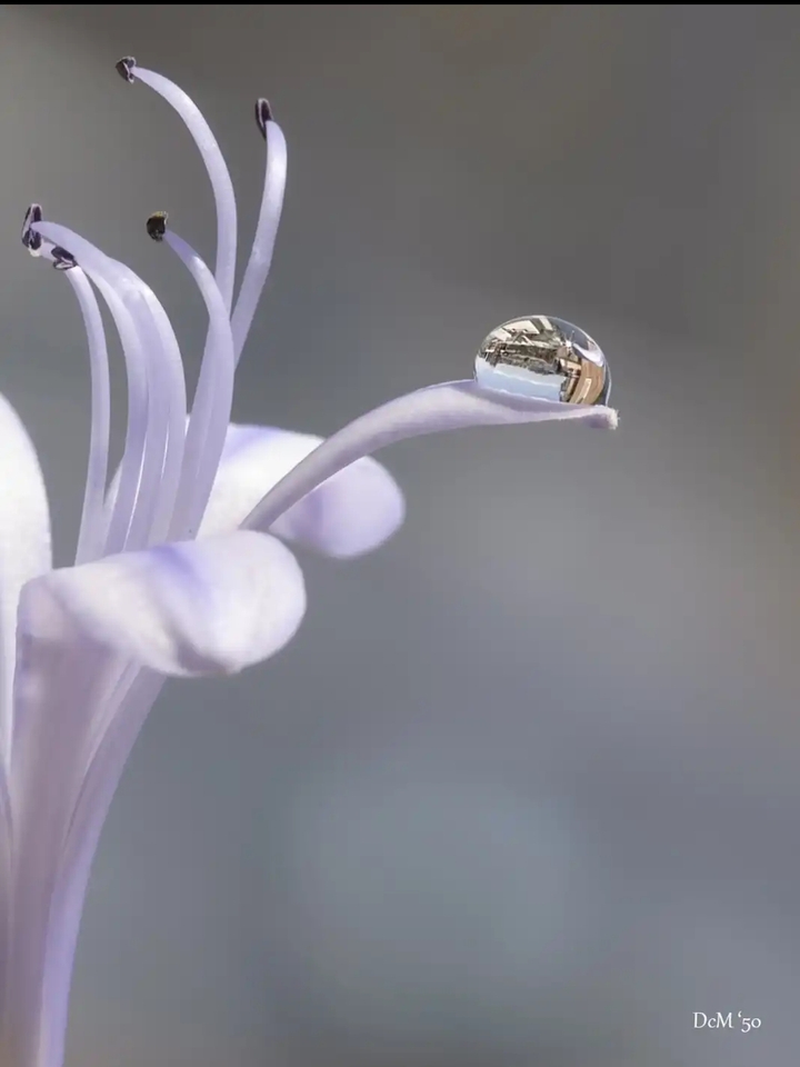 beautiful flower