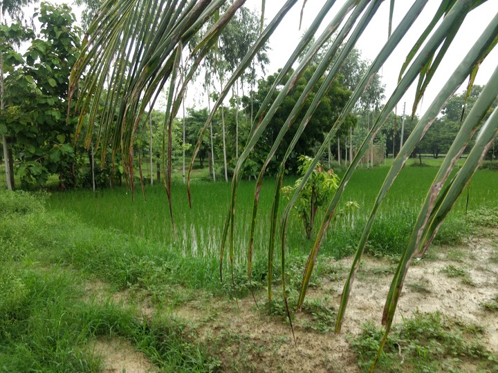Paddy