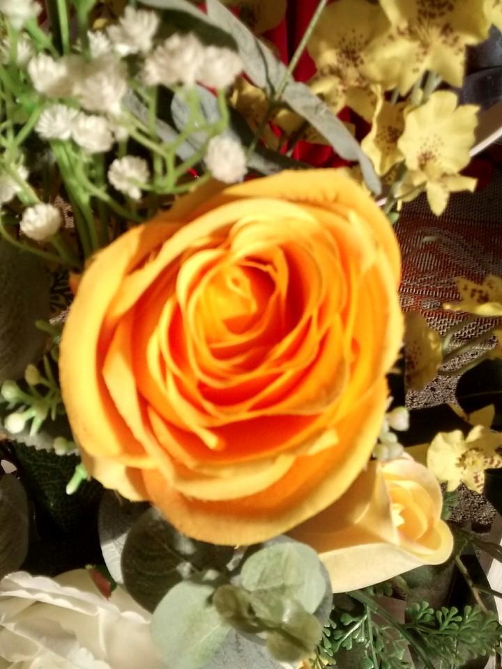 rose