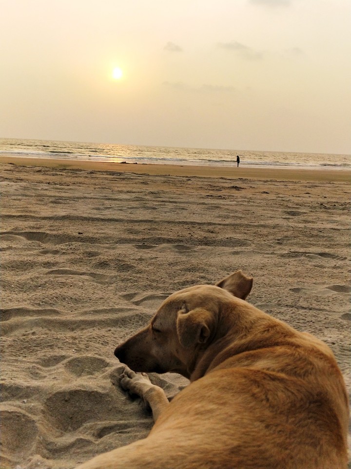 Dog and Sunset