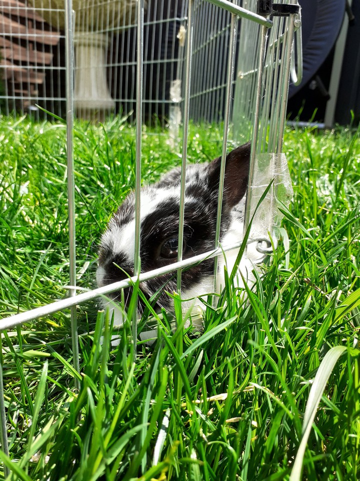 my rabbit