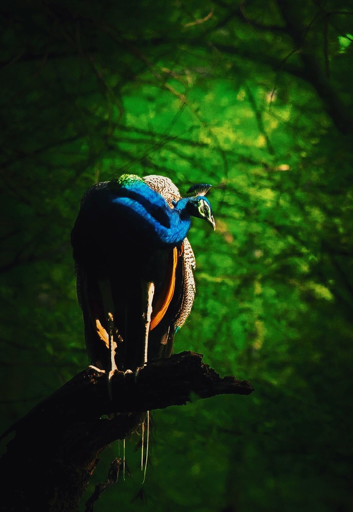 Beautiful peacock