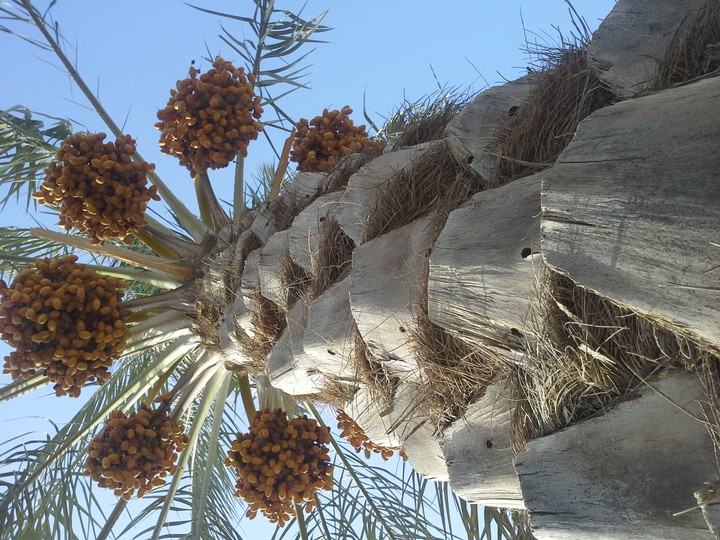 dashtestan.dalaki