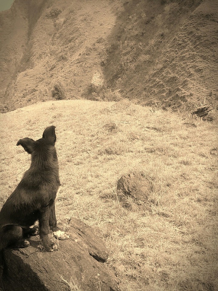 Dog looking for sunshine