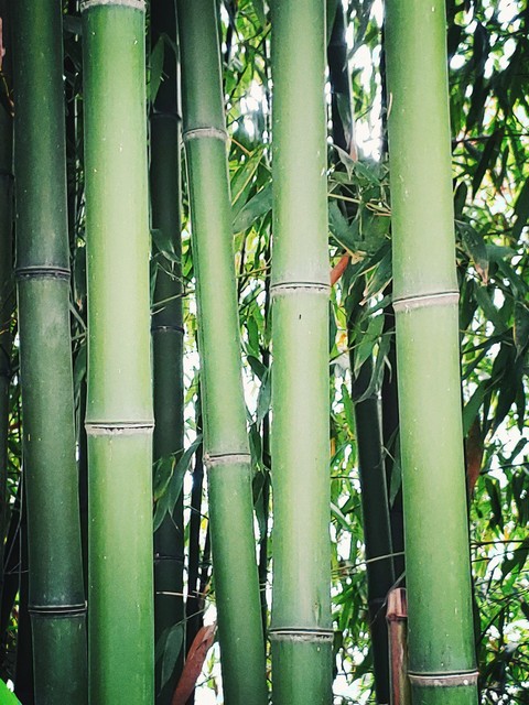 botany, bamboo壁紙