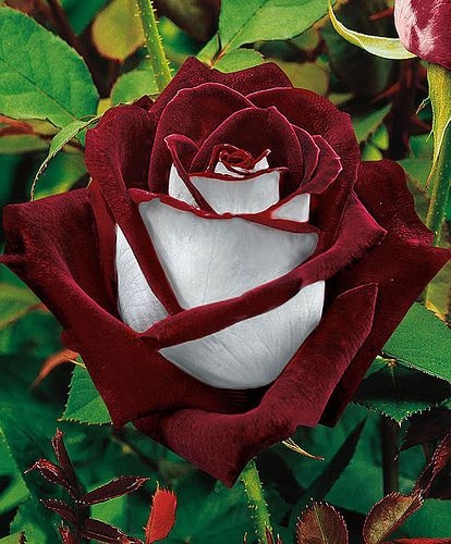 flores exóticas