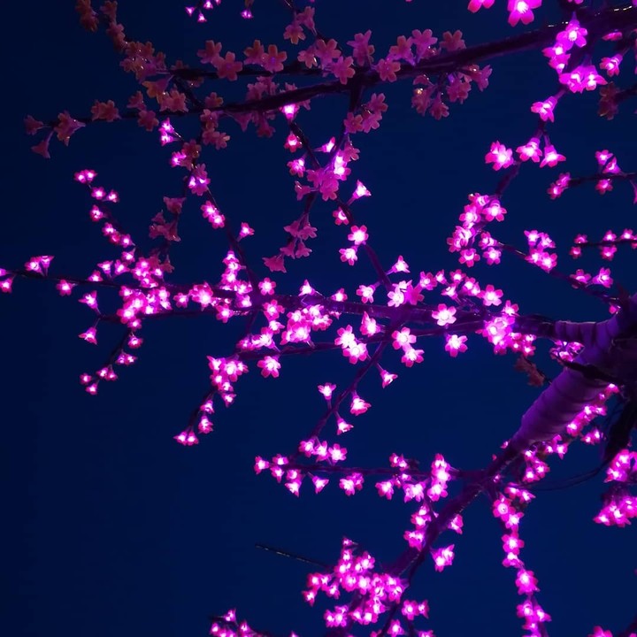 Sakura