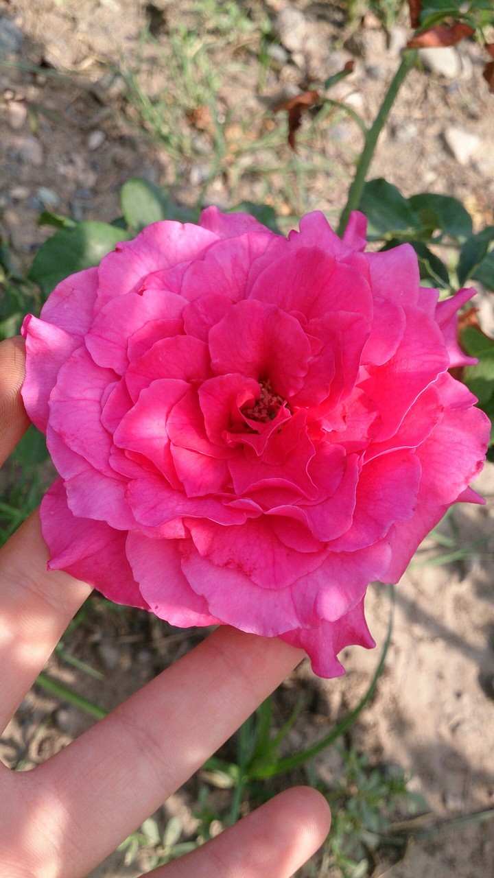 pembe gül