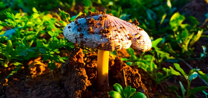 mushroom