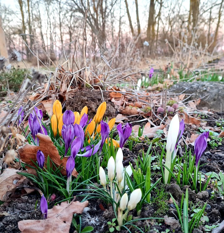 Crocus