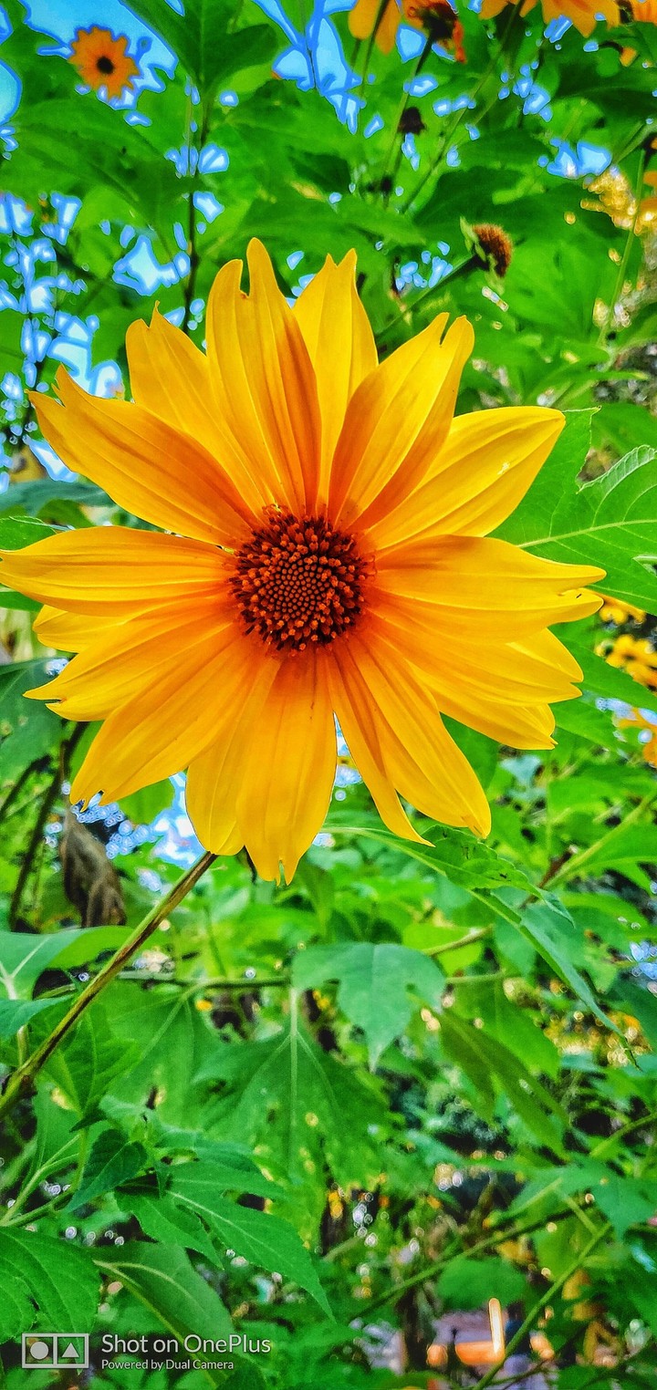 sunflower