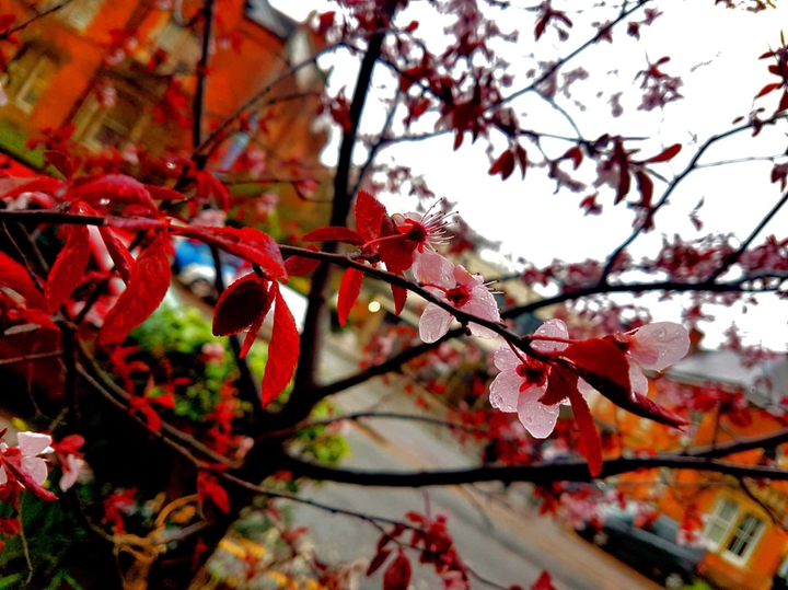 Cherry Blossom in London