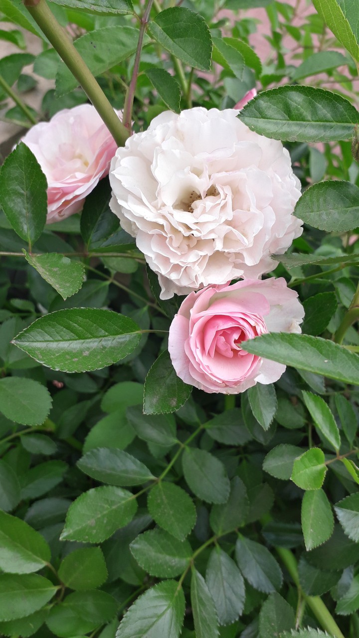 beautiful roses