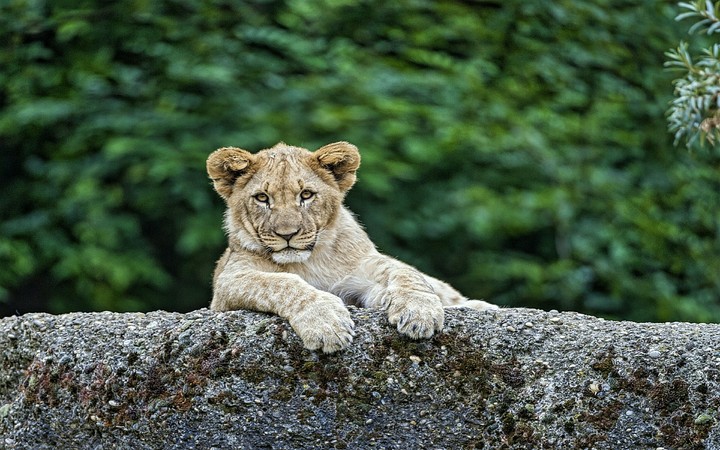 lion follow