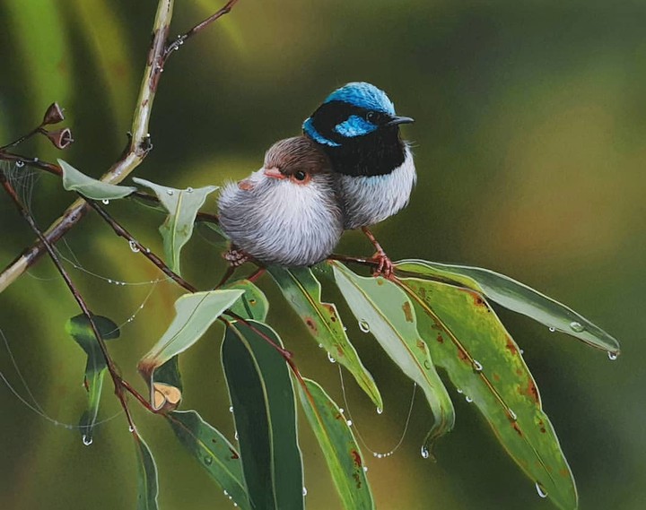 Birds