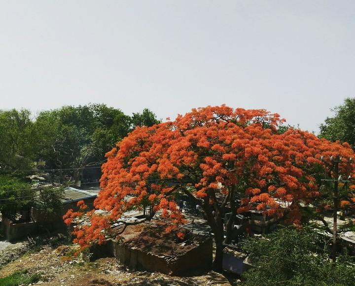 tree
