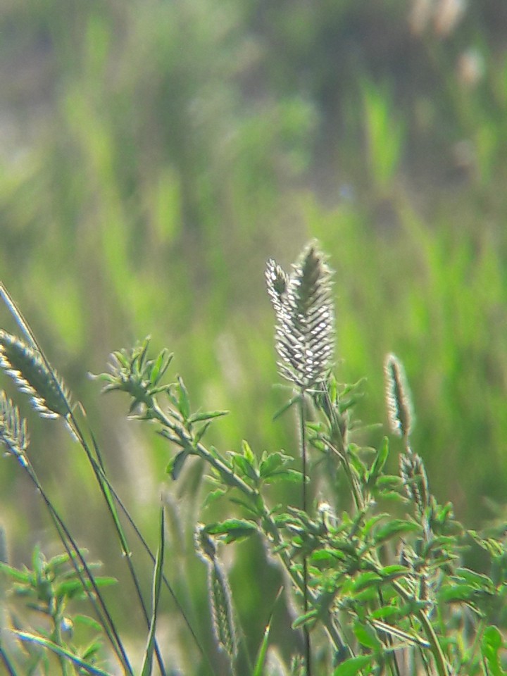 grass