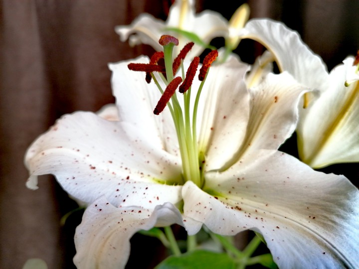 Lily