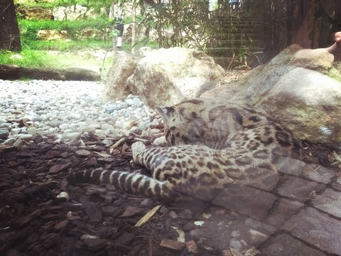 Leoparden junges