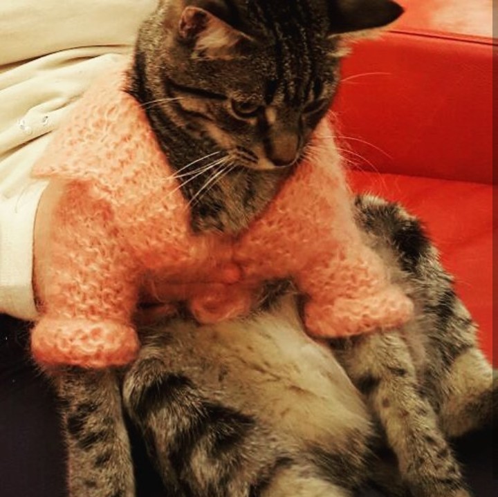 Sad Cat
