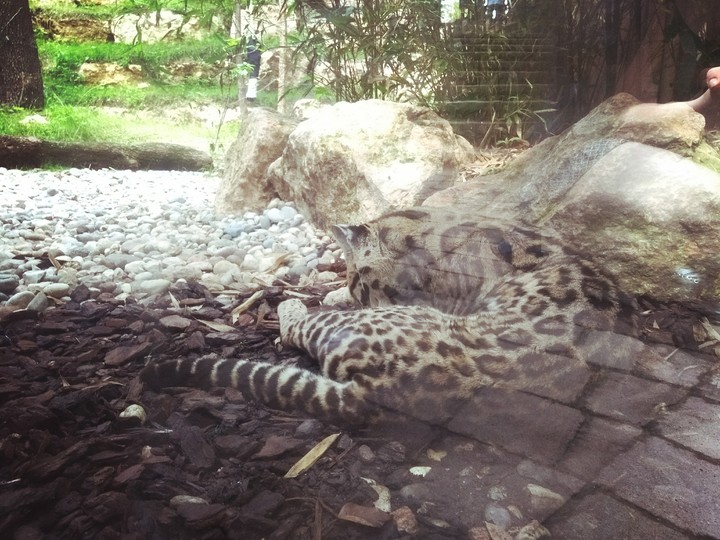 Leoparden junges