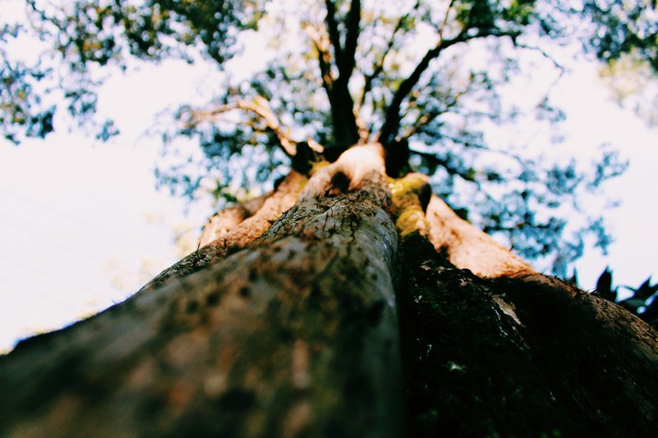Pale trunk