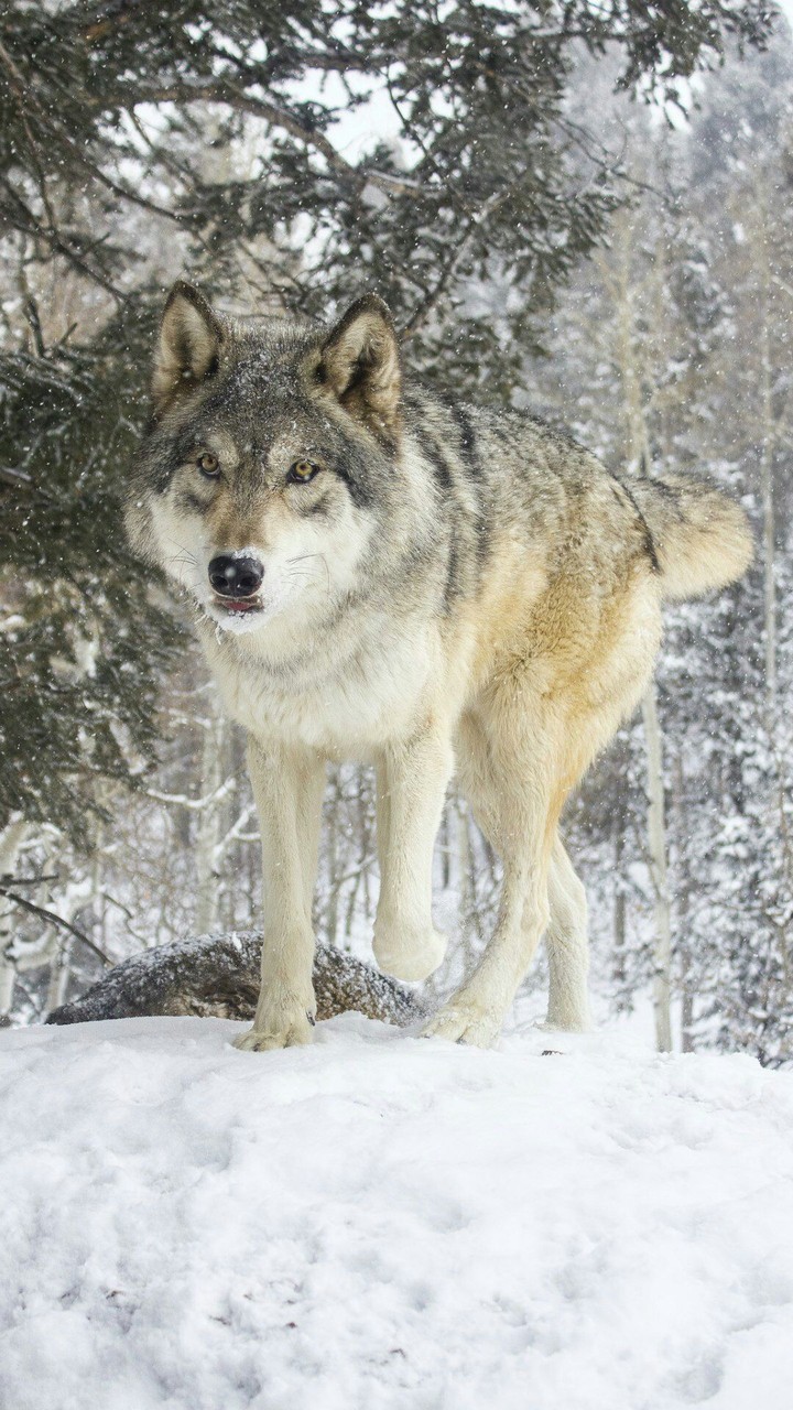 Wolf