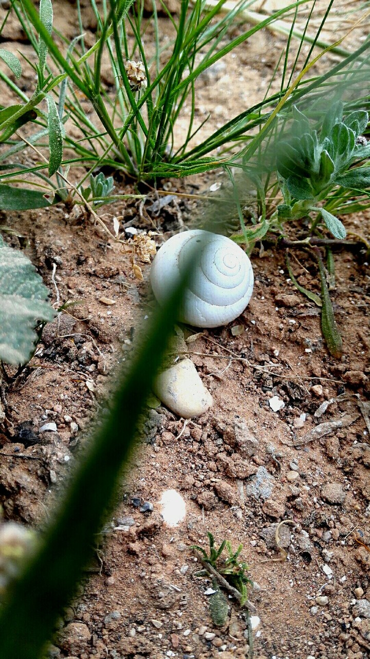 p'tit escargot