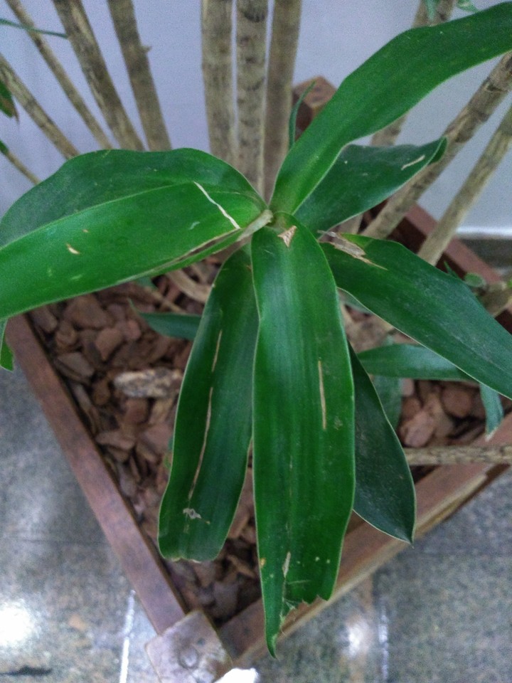 planta no vaso