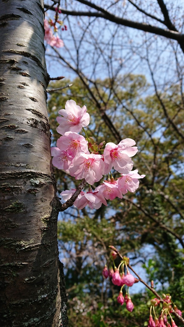 SAKURA Westpark