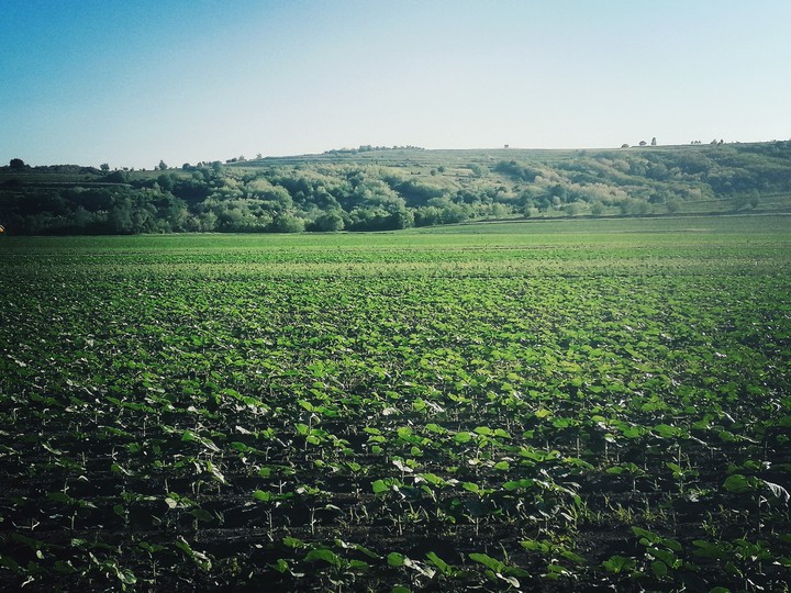 Green land