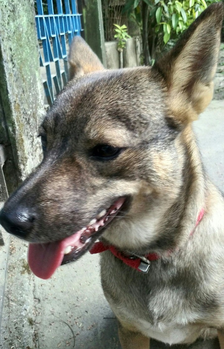 my dog