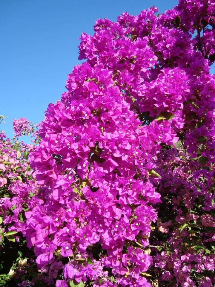 sem filtro