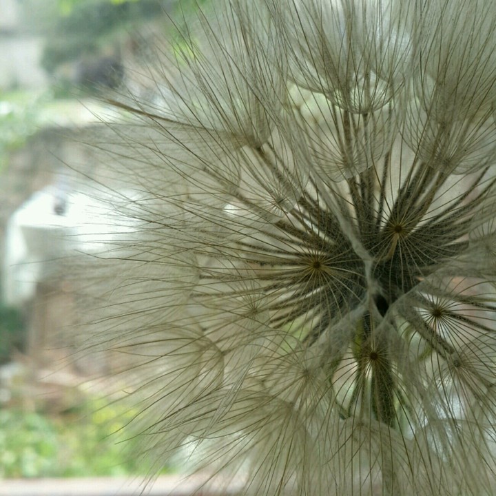 Nice dandelion