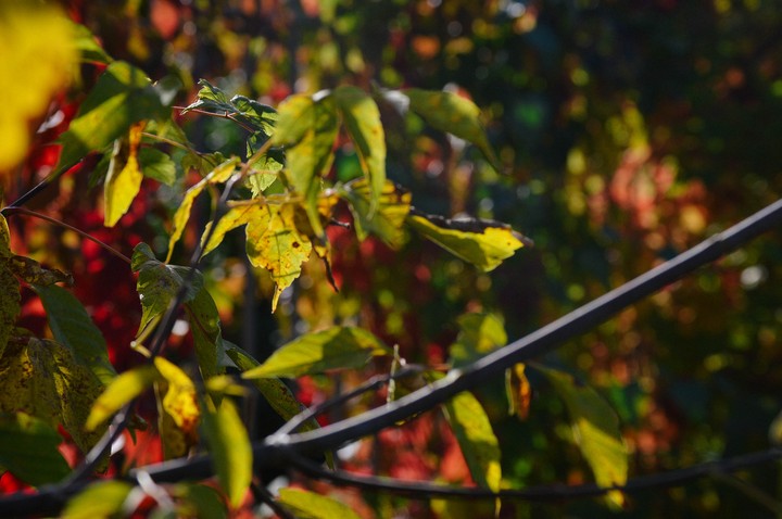 autumn colors