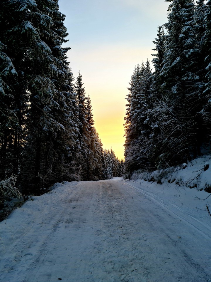 forest sunset