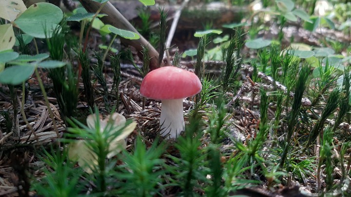 mushrooms