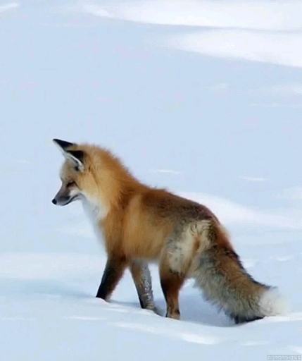 Fox 