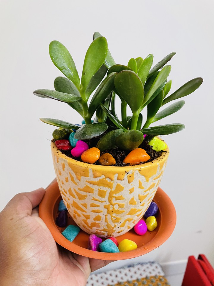 indoor plants