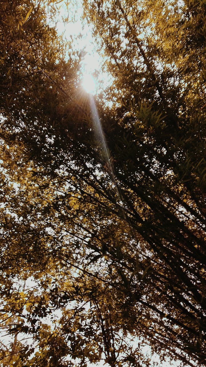 Sunshine