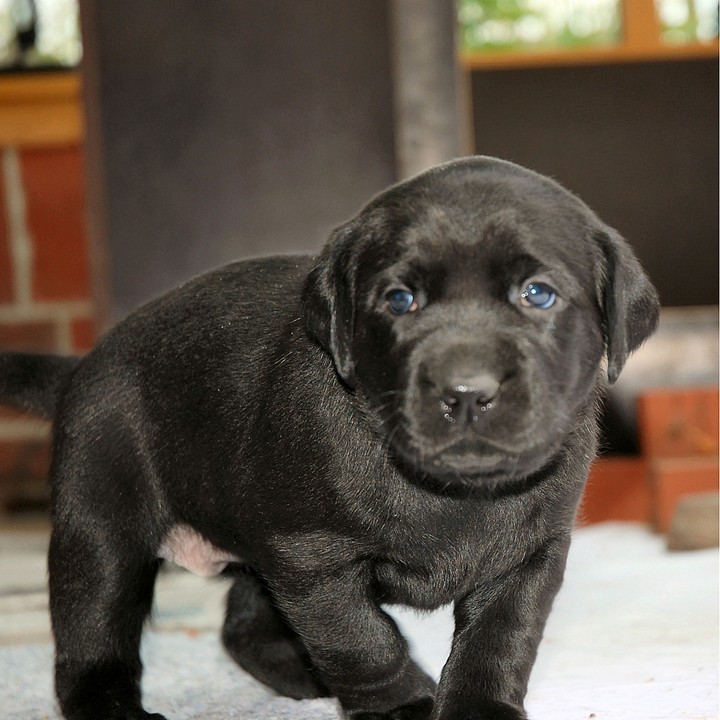 Labrador
