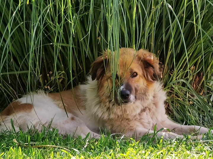 Dog Karakachanka Bulgaria