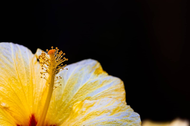 yellow flower