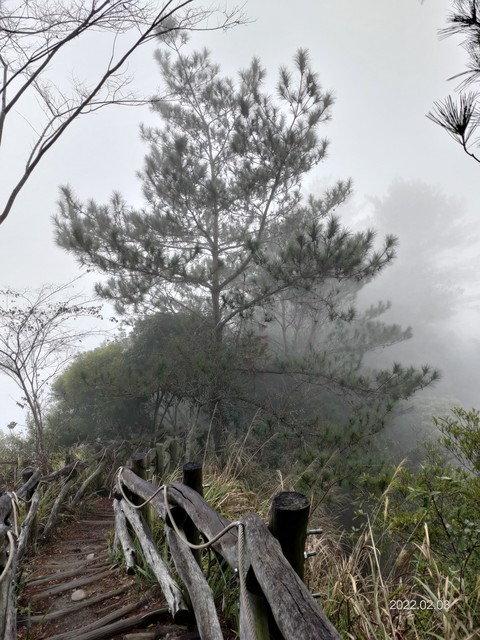 雨後的松樹